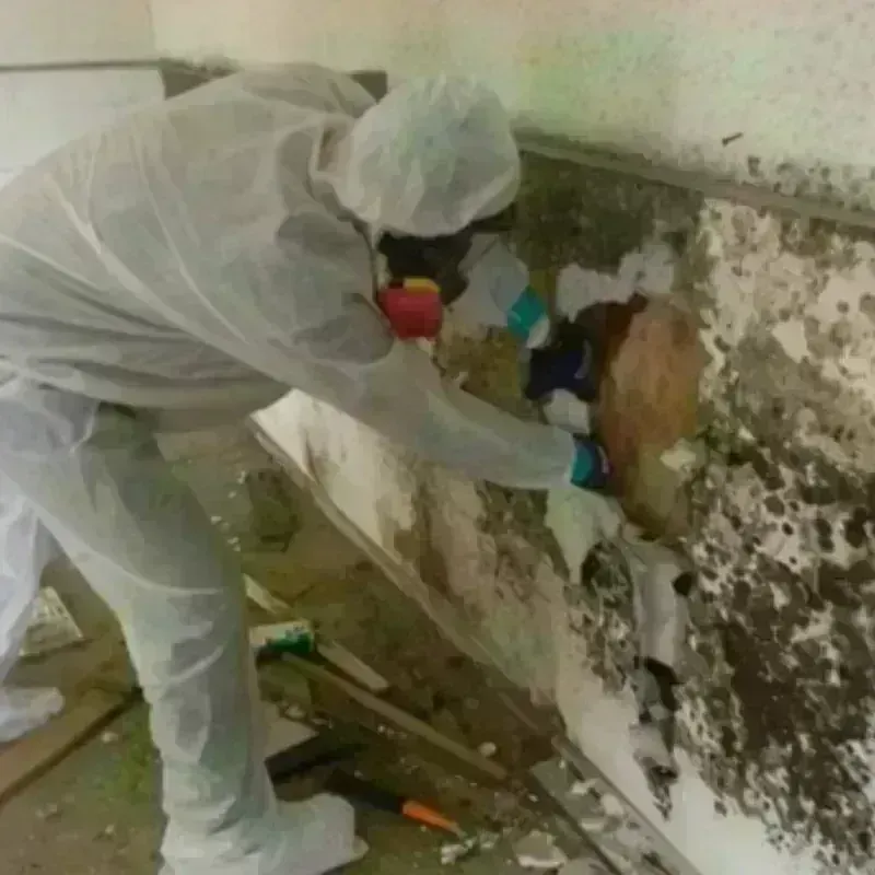 Mold Remediation and Removal in Enigma, GA